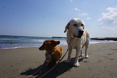 海へ