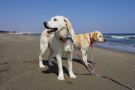 海へ