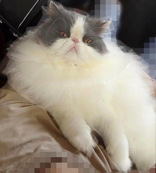 抱かれて