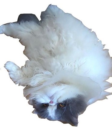 ゴロにゃんこ