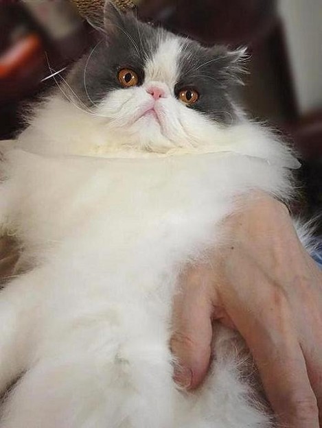 抱っこちゃん