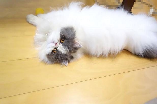 転がる