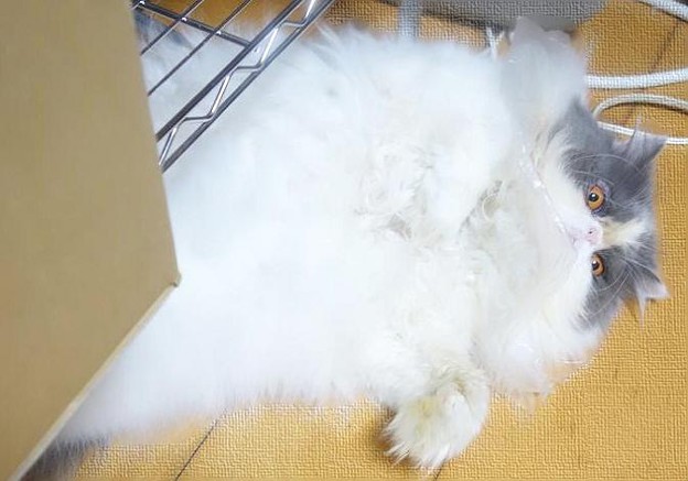 いらっしゃいまし