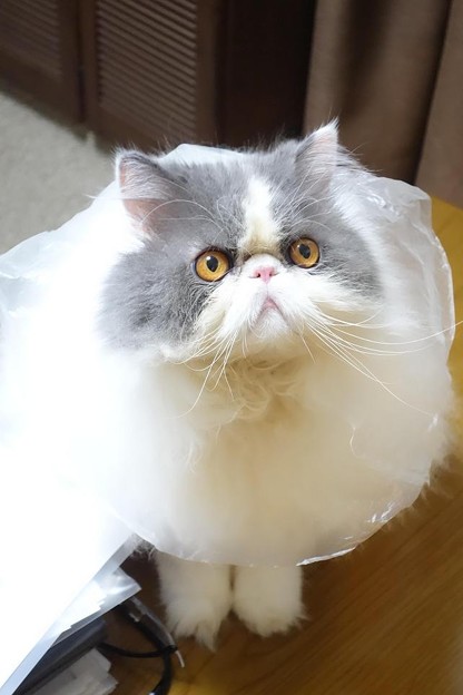 バレリーナ猫