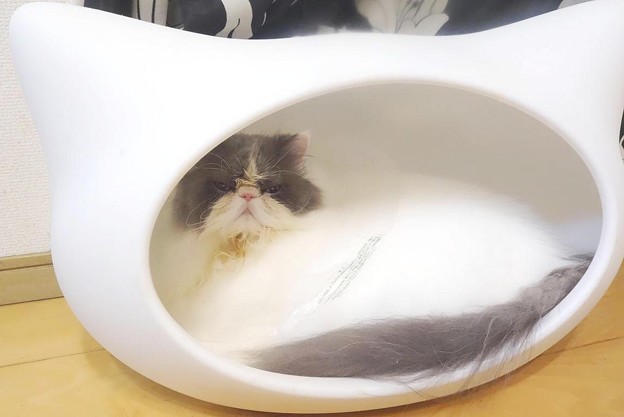 ねころん初めて記念 (2)
