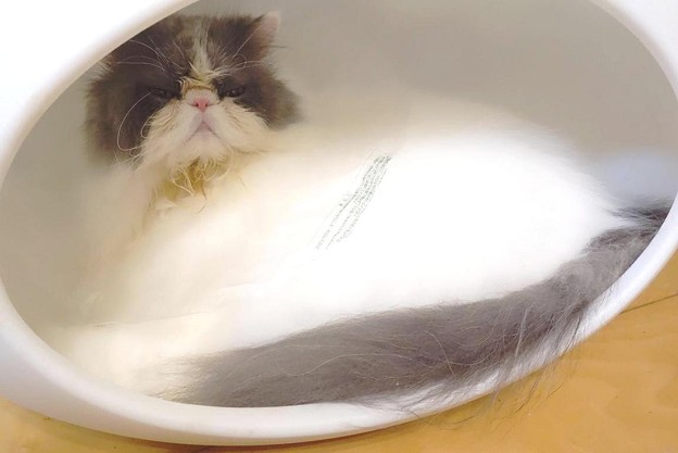 ねころん初めて記念 (3)