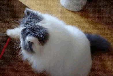 GIF!うちのピコ太郎