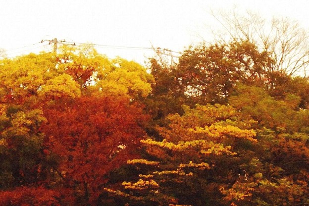 窓の外の紅葉 (2)