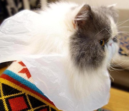 PC前で頑張る猫 (4)