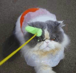 GIF!猫じゃらし(2)