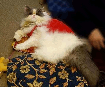 GIF!喋る猫