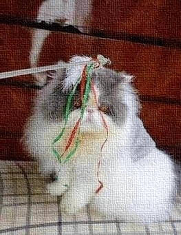 GIF!猫じゃらし