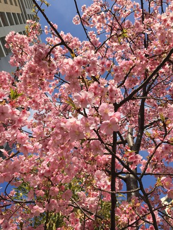 近所の河津桜01