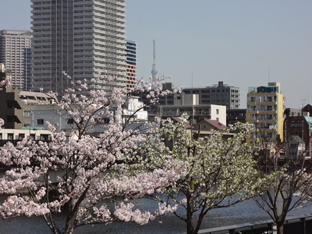 スカイツリーと桜