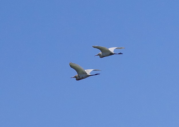 531アマサギP