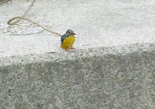 615カワセミP6