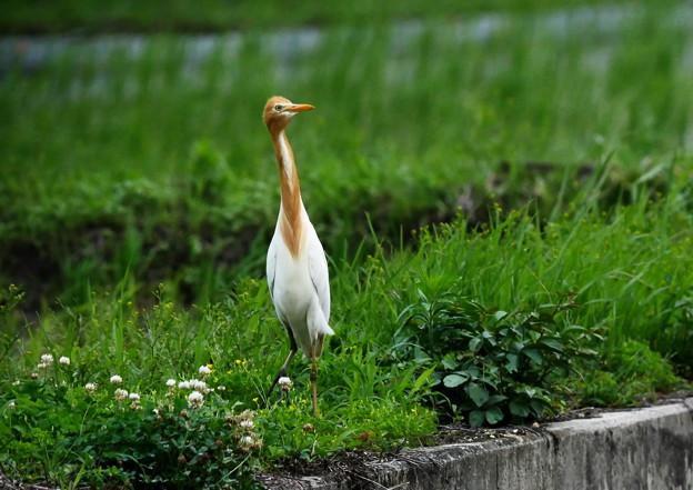 626アマサギGH