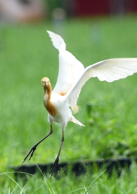 626アマサギGH4