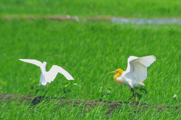 626アマサギP