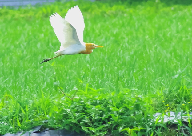 626アマサギP1
