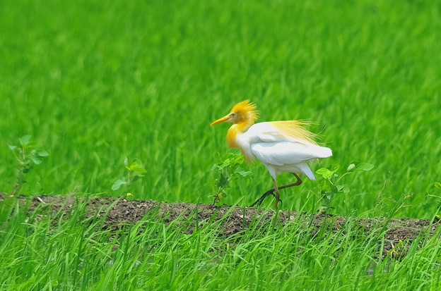 626アマサギP0