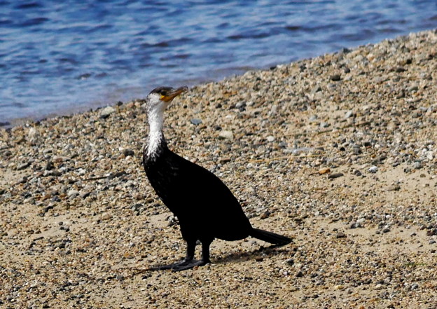 903ウミウgh