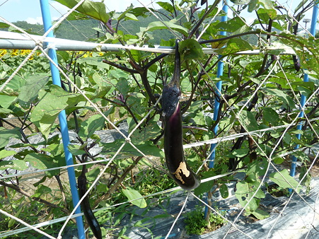 佐用ひまわり2011 005