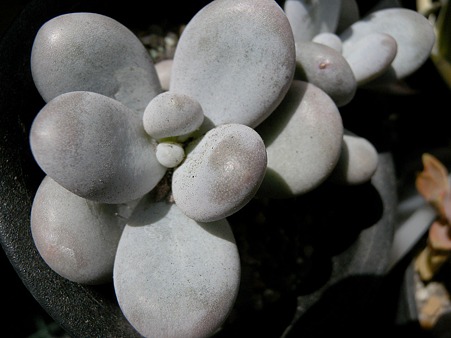 Pachyphytum oviferum