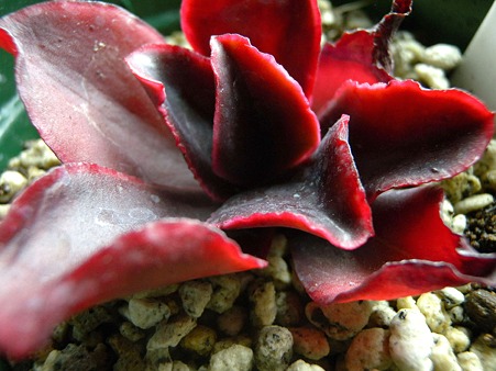 Echeveria Pappa's Rose