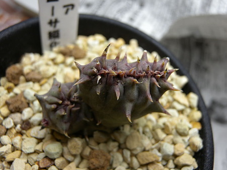 Orbea maculosa SEKKA monstorosa