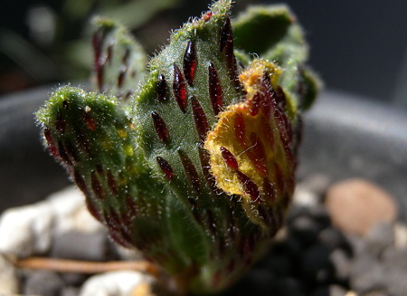 Aeonium smithii