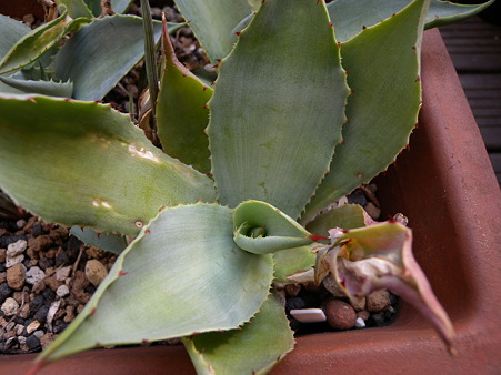 Agave pygmae