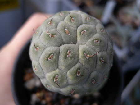 Tephrocactus geometricus