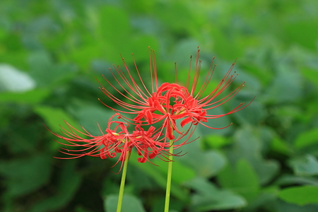 霞城公園　曼珠沙華