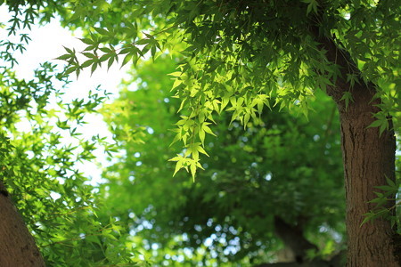 梅雨の前の静けさ