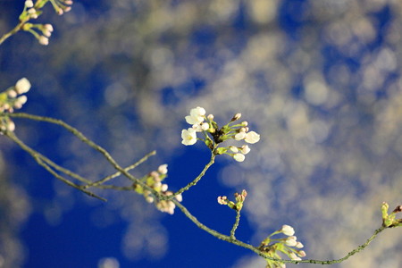 ４月12日夜桜撮影２　手持ちはきついね。