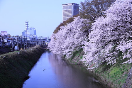18日朝の霞城公園　セントラル側