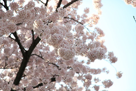 18日朝霞城公園桜１