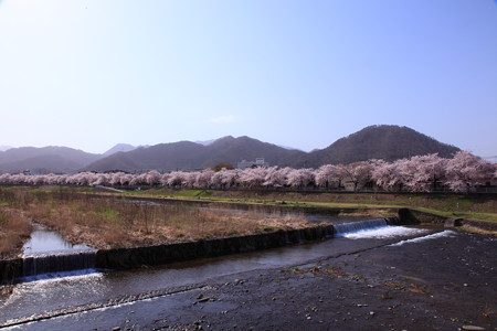 18日朝の馬見ヶ崎さくらライン