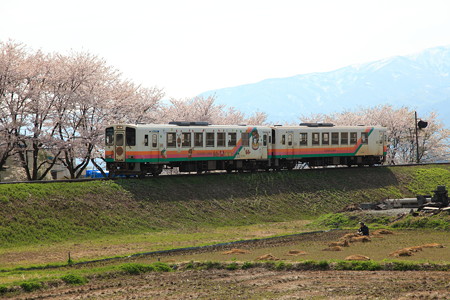 荒砥駅付近フラワー長井線と桜