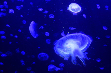 クラゲ７