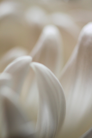 菊の花びら