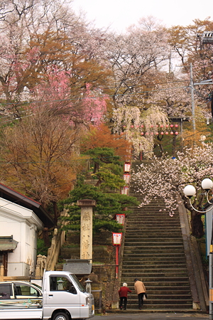 日本のさくら名所百選　烏帽子山公園