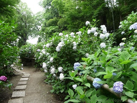 120627-白鳳庵 (41)
