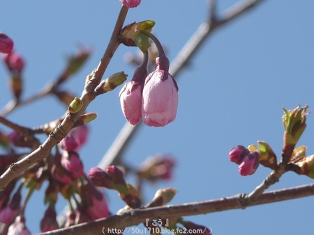150325-桜 (14)