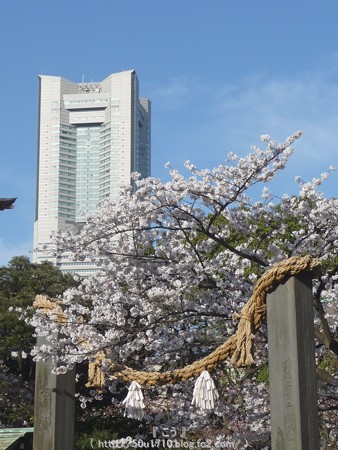 150328-伊勢山皇大神宮 (14)