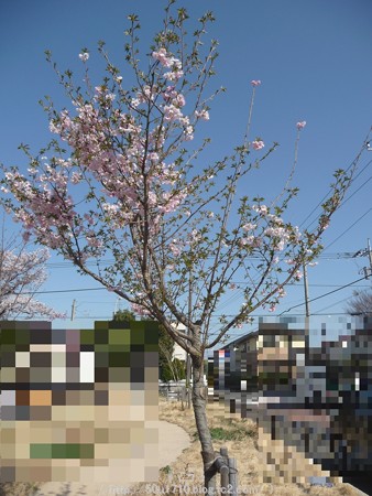 150331-桜 (1)