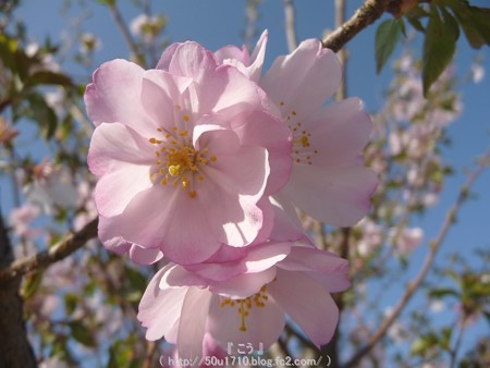 150331-桜 (9)