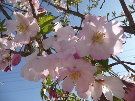 150331-桜 (10)
