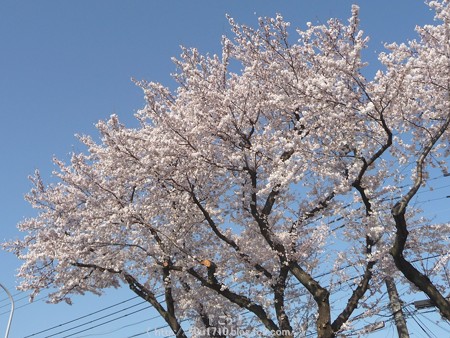150331-桜 海軍道路 (3)